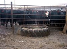 Livestock water tanks